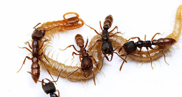 Amblyopone workers with a centipede they have paralyzed