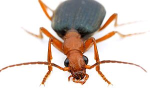 Brachinus bombardier beetle