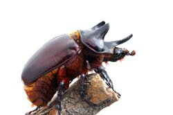 Strategus Ox beetle, Arizona, USA